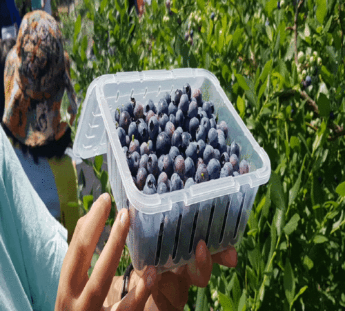 [블루베리 농장체험] 블루베리 수확하기